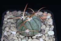 Echinocactus horizonthalonius PD 114